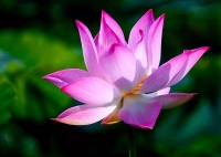 Dự Án Làng Sen Việt Nam