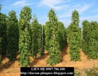 DU LỊCH VƯỜN TIÊU PHÚ QUỐC