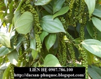 HỒ TIÊU PHÚ QUỐC CHO NĂNG SUẤT CAO