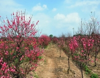 Tại Sao Phải Có Cây Đào Ngày Tết