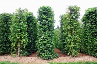 Giới thiệu cây tiêu Phú Quốc