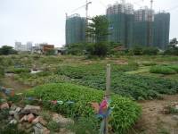 Cơn sốt đầu tư đang lan sang đất nông nghiệp