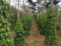 Nghề Trồng Tiêu Ở Phú Quốc