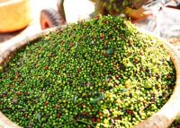 Hạt tiêu phú quốc