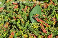 Gợi ý mua tiêu Phú Quốc làm quà đúng và rẻ cho khách du lịch