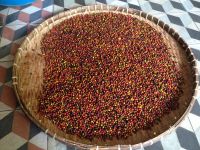 Phân loại Tiêu Phú Quốc và cách chọn lọc tiêu