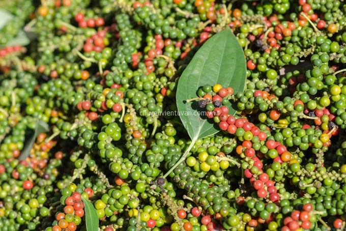 Tiêu phú quốc vị cay và nồng không nơi nào sánh bằng