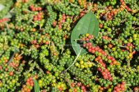 Tiêu phú quốc vị cay và nồng không nơi nào sánh bằng